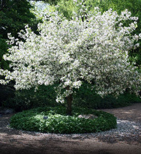 Buy affordable Honeycrisp Apple trees at our online nursery - Arbor Day  Foundation