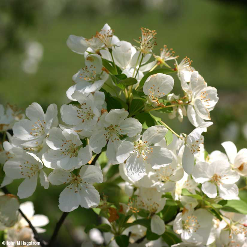 Learn About Snowdrift Crabapple - Arbor Day Foundation