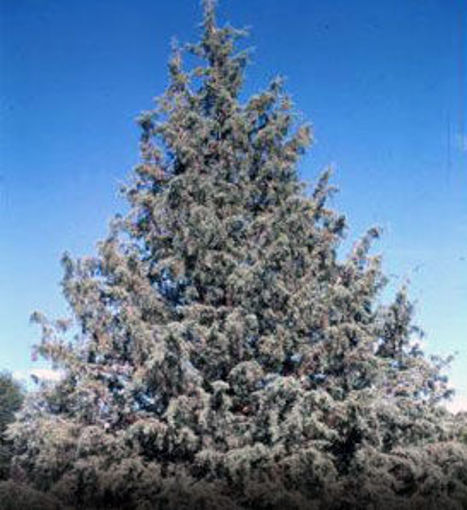 Arizona Cypress evergreen