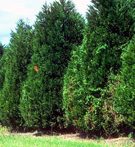 Cupressocyparis Leylandii 1 Live Plant Evergreen Privacy Screen Leyland Cypress Tree 