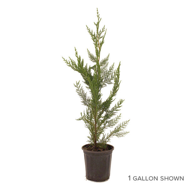 Leyland Cypress Trees for Sale at Arbor Day's Online Tree Nursery ...