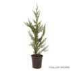 Picture of Leyland Cypress