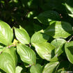 Picture of Gray Dogwood