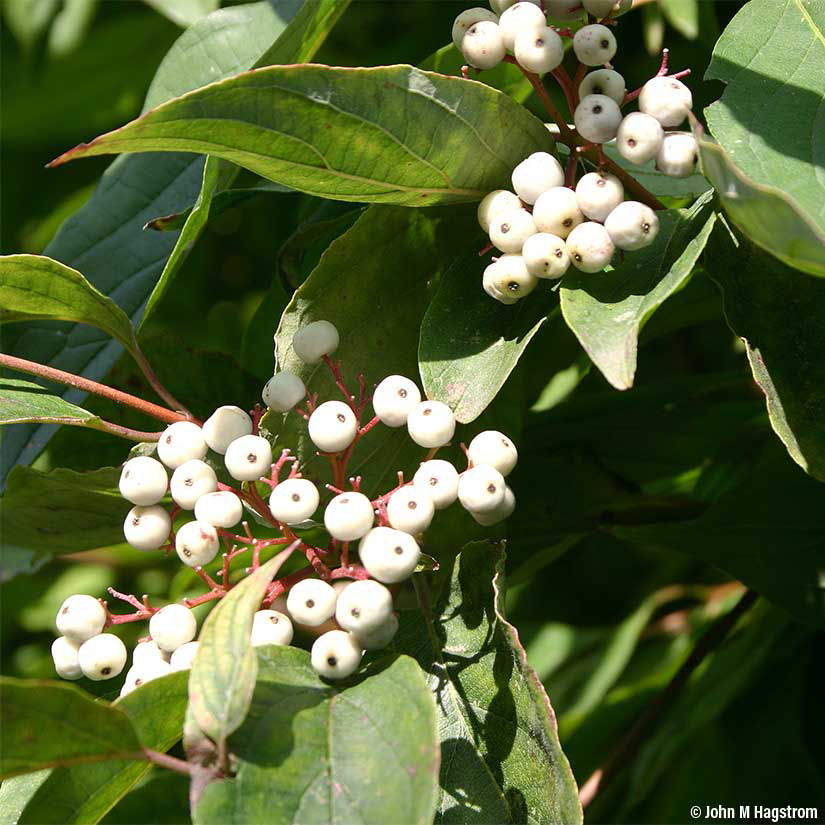  Cornus racemosa (Gray Dogwood) Tree Seed, White Flowers, White  Berries with red Stems, You Choose The Quantity (1 Pack) : Patio, Lawn &  Garden