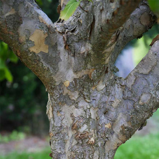 Kousa Dogwood Trees for Sale at Arbor Day's Online Tree Nursery