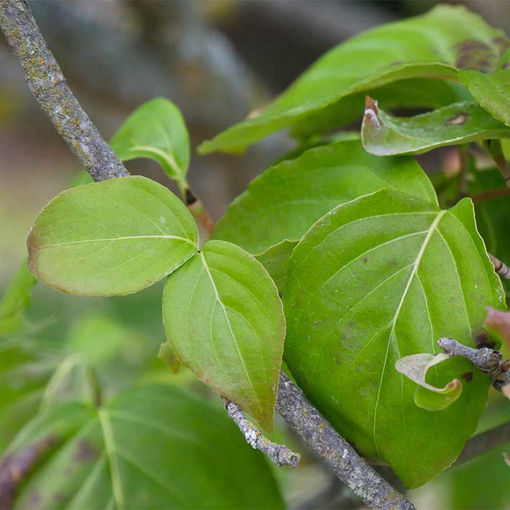 Kousa Dogwood Trees for Sale at Arbor Day's Online Tree Nursery