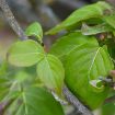 Picture of Kousa Dogwood