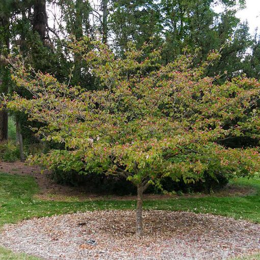 0000430_kousa-dogwood_510.jpg