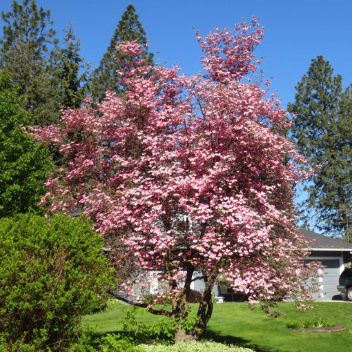 Pink Dogwood Trees for Sale at Arbor Day's Online Tree Nursery - Arbor Day  Foundation