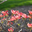 Picture of Red Dogwood