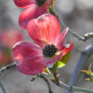 Picture of Red Dogwood