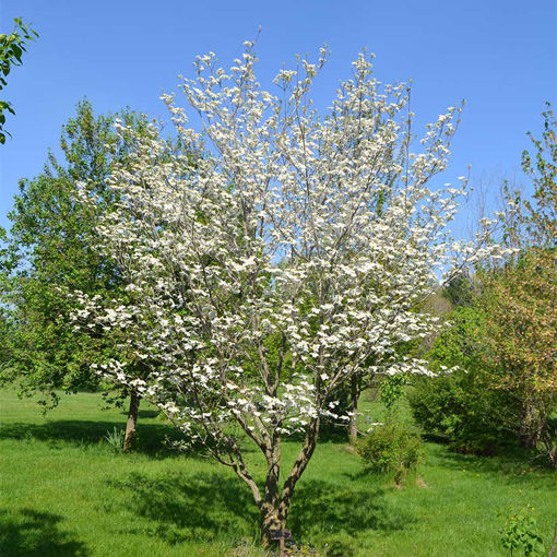 White Dogwood