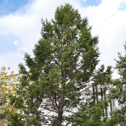 Douglasfir evergreen