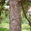 Douglasfir - Pseudotsuga menziesii var. glauca