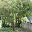 American Elder shrub - Sambucus Canadensis