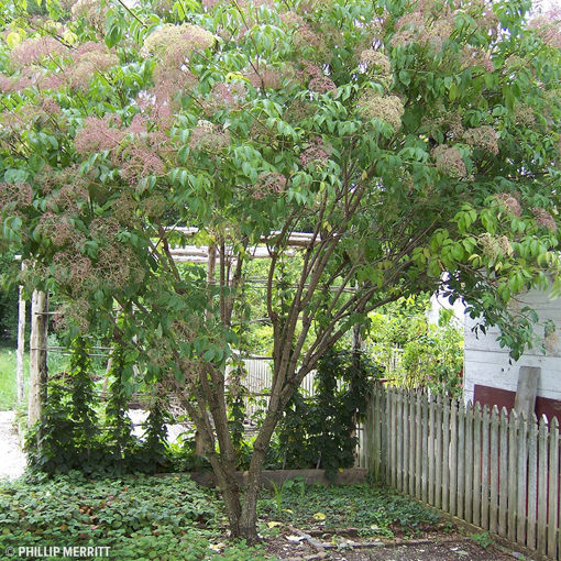 elder trees in california