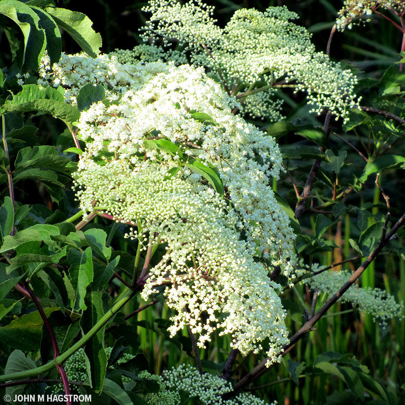 American Elder Trees for Sale at Arbor Day's Online Tree Nursery ...