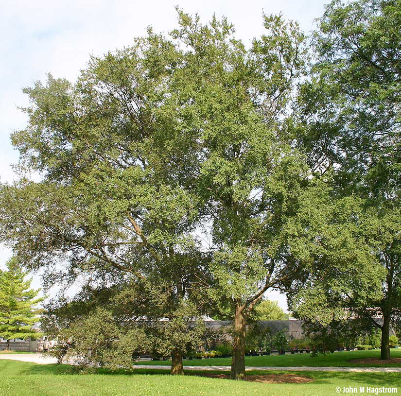 Lacebark Elm