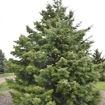 Picture of White Fir