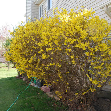 Forsythia bush - Forsythia x intermedia