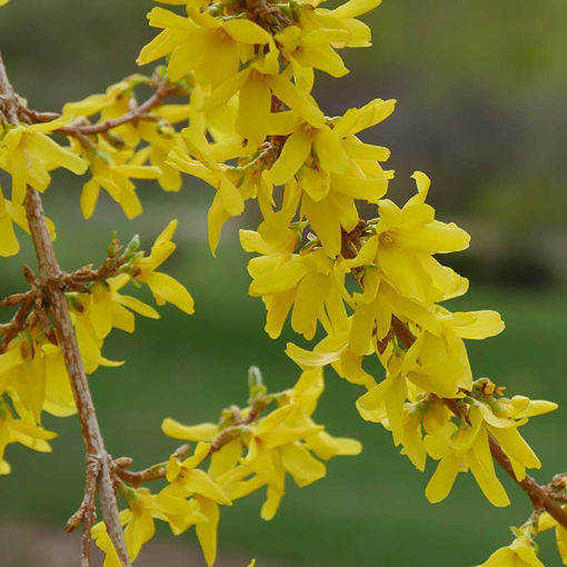 Forsythia Shrubs for Sale at Arbor Day's Online Tree Nursery Arbor