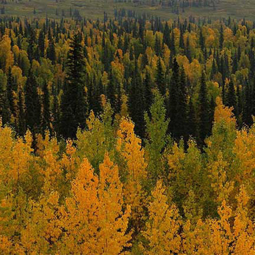 Alaska Community Tree Recovery Donation - Arbor Day Foundation