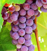 Catawba Grape Vine - Vitis labrusca Catawba