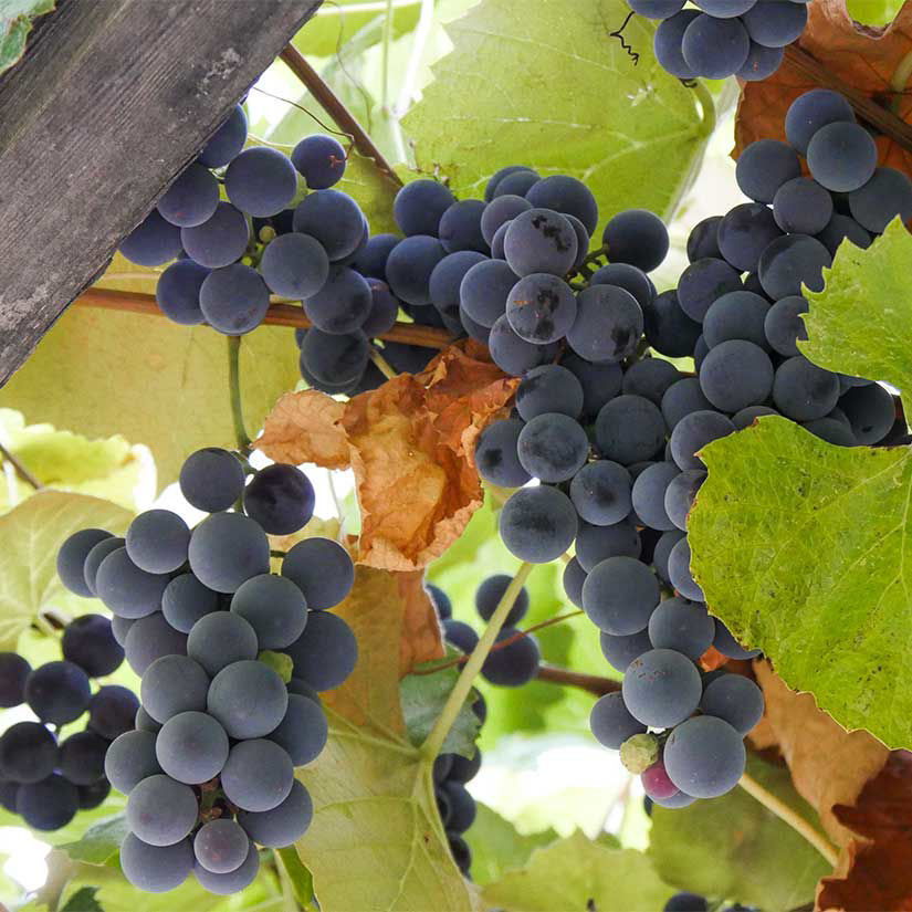 Concord Grape Vine