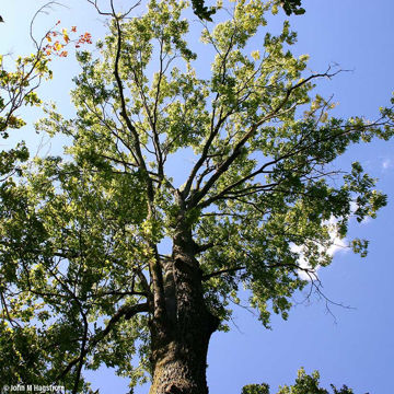 Hackberry - Celtis occidentalis