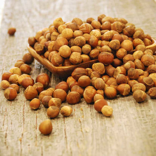American Hazelnut