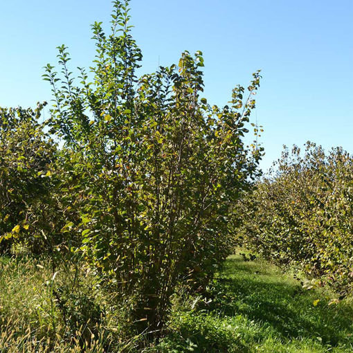 american-hazelnut-shrubs-for-sale-at-arbor-day-s-online-tree-nursery