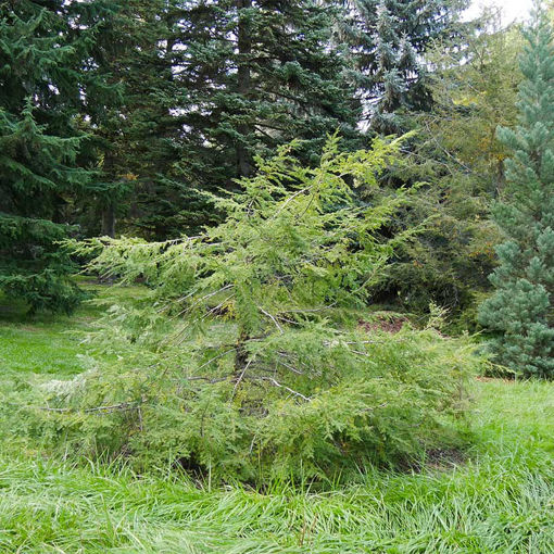 Canadian Hemlock evergreen