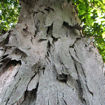 Picture of Shellbark Hickory