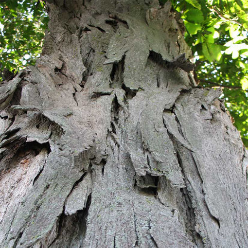 Buy affordable Shellbark Hickory trees at our online nursery - Arbor ...