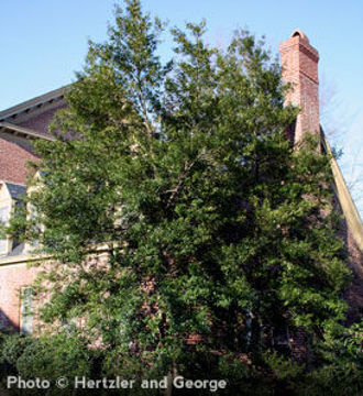 Buy Evergreen Trees Online - Shop the Arbor Day Tree Nursery - Arbor ...