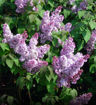 Fragrant Lilac bush - Syringa vulgaris