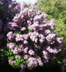 Fragrant Lilac - Syringa vulgaris