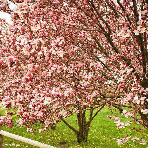 japanese magnolia tree