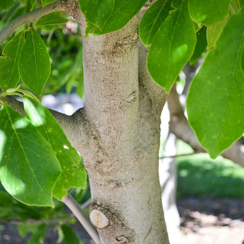 saucer magnolia leaves