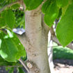 Picture of Saucer Magnolia