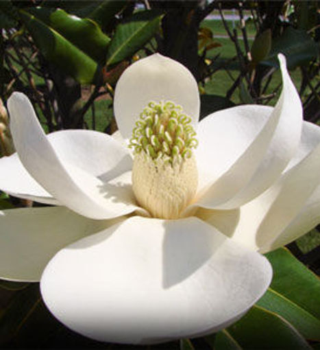 Southern Magnolia - Magnolia grandiflora