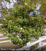 Southern Magnolia - Magnolia grandiflora