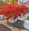 Japanese Red Maple - Acer palmatum var. atropurpureum