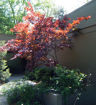 Japanese Red Maple - Acer palmatum var. atropurpureum