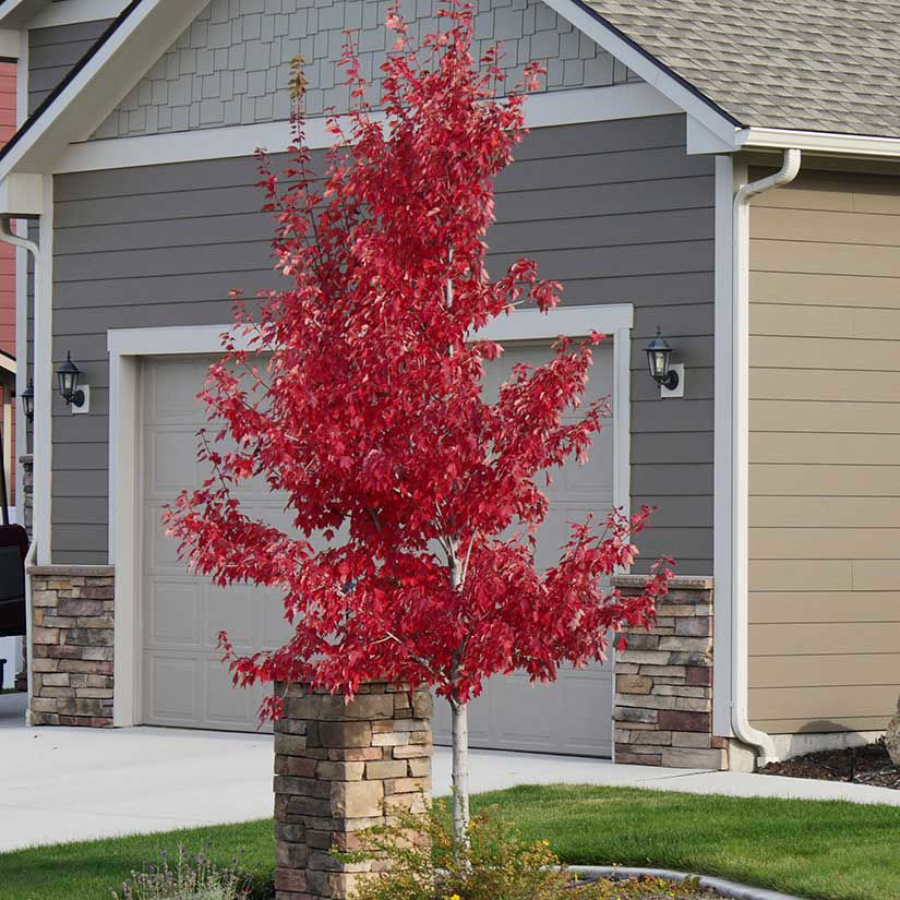 Red Maple Trees for at Arbor Day's Online Nursery - Day Foundation