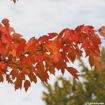 Picture of Red Maple