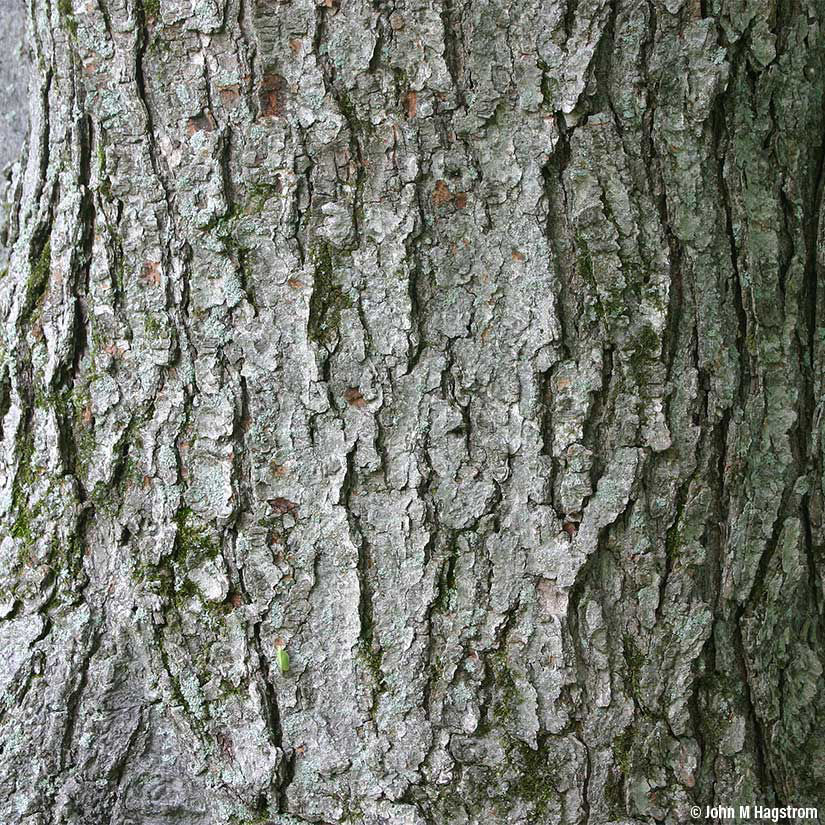 Dwarf Red Maple Tree Height - How Tall Does A Dwarf Japanese Maple Get