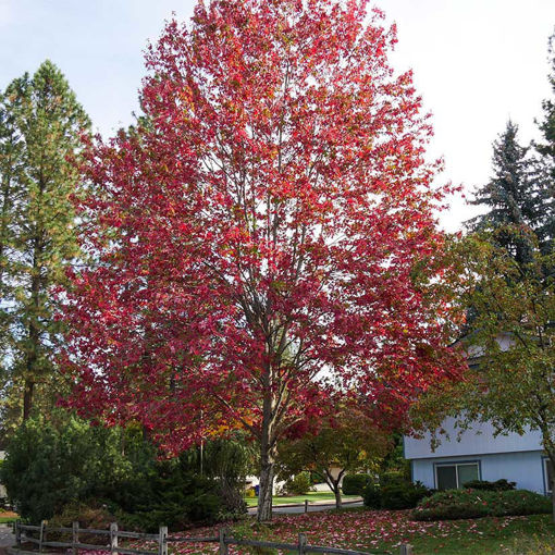 mature tree types red maple tree