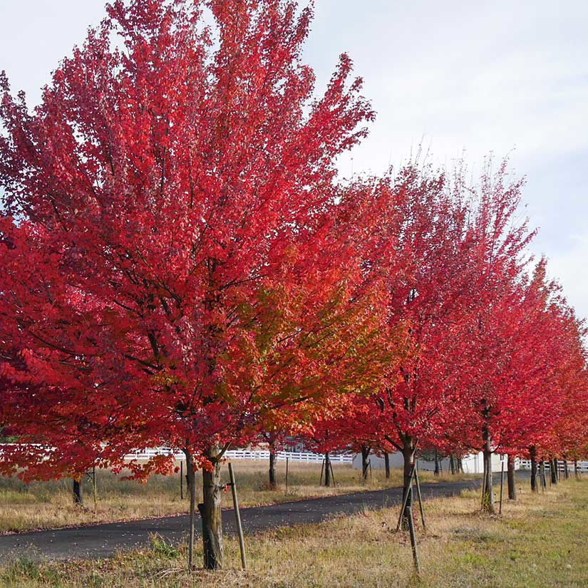 types of maple trees in bc