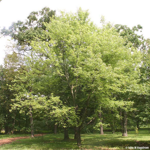 Silver Maple - Acer saccharinum
